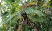 palmeira-anã de um só espique, folhas em ramalhete - Chamaerops humilis