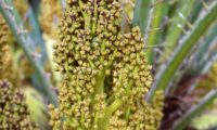 a inflorescência da palmeira-anã, palmeira-das-vassouras ou palmeira-vassoureira tem por nome: espádice - Chamaerops humilis