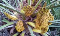 grupo de inflorescências de palmeira-anã, palmeira-das-vassouras, palmeira-vassoureira - Chamaerops humilis