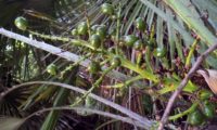 frutos verdes de palmeira-anã, palmeira-das-vassouras, palmeira-vassoureira - Chamaerops humilis