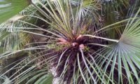 cimo de palmeira-anã com frutos - Chamaerops humilis