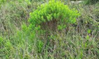 trovisco entre a restante vegetação do planalto das Cesaredas- Daphne gnidium