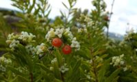 primeiro plano da fotografia com dois caules floridos e dois frutos cor de laranja, no segundo plano outros caules desfocalizados de trovisco, trovisqueira, gorreiro, erva-de-joão-pires, trovisco-fêmea - Daphne gnidium