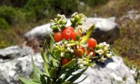 caule suportando panícula com flores e frutos de trovisco, trovisqueira, gorreiro, erva-de-joão-pires, trovisco-fêmea - Daphne gnidium