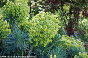 Euphorbia characias subsp. wulfenii