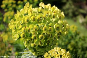 Euphorbia characias subsp. wulfenii