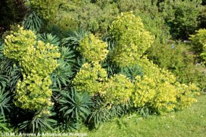 Euphorbia characias subsp. wulfenii