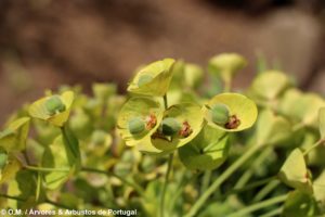 Euphorbia characias subsp. wulfenii