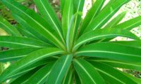 alindres, figueira-do-inferno - Euphorbia mellifera (1