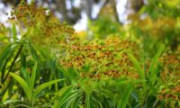 alindres, figueira-do-inferno - Euphorbia mellifera (10)