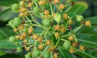 alindres, figueira-do-inferno - Euphorbia mellifera (11)