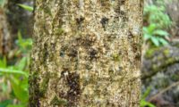 alindres, figueira-do-inferno - Euphorbia mellifera (15)