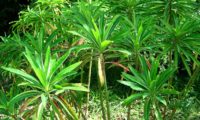 alindres, figueira-do-inferno - Euphorbia mellifera (16)