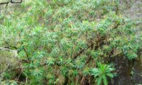 alindres, figueira-do-inferno - Euphorbia mellifera (17)