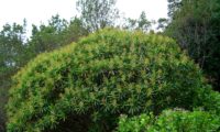 alindres, figueira-do-inferno - Euphorbia mellifera (19)