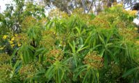 alindres, figueira-do-inferno - Euphorbia mellifera (20)