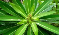alindres, figueira-do-inferno - Euphorbia mellifera (3)