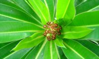 alindres, figueira-do-inferno - Euphorbia mellifera (4)