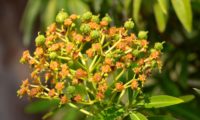 alindres, figueira-do-inferno - Euphorbia mellifera (8)