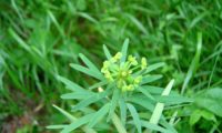 figueira-do-inferno - Euphorbia piscatoria (4)