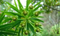 figueira-do-inferno - Euphorbia piscatoria (5)