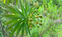 figueira-do-inferno - Euphorbia piscatoria (8)