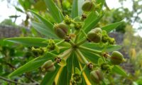 figueira-do-inferno - Euphorbia piscatoria (9)