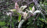 amelenquer -nespereira da rocha, Amelanchier ovalis (10)