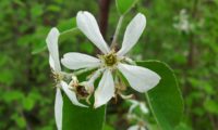 amelenquer -nespereira da rocha, Amelanchier ovalis (11)