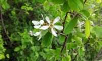 amelenquer -nespereira da rocha, Amelanchier ovalis (12)