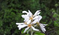 amelenquer -nespereira da rocha, Amelanchier ovalis (13)