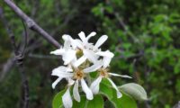 amelenquer -nespereira da rocha, Amelanchier ovalis (14)