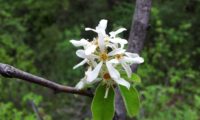 amelenquer -nespereira da rocha, Amelanchier ovalis (15)