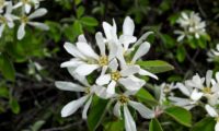 amelenquer -nespereira da rocha, Amelanchier ovalis (16)