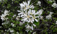 amelenquer -nespereira da rocha, Amelanchier ovalis (18)