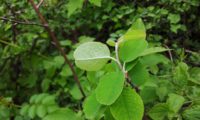 amelenquer -nespereira da rocha, Amelanchier ovalis (2)