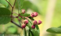 amelenquer -nespereira da rocha, Amelanchier ovalis (20)