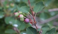 amelenquer -nespereira da rocha, Amelanchier ovalis (21)