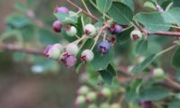 amelenquer -nespereira da rocha, Amelanchier ovalis (22)