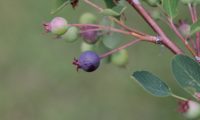 amelenquer -nespereira da rocha, Amelanchier ovalis (23)