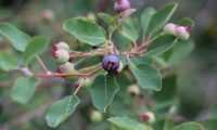 amelenquer -nespereira da rocha, Amelanchier ovalis (24)