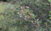 amelenquer -nespereira da rocha, Amelanchier ovalis (25)