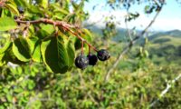 amelenquer -nespereira da rocha, Amelanchier ovalis (26)