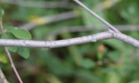 amelenquer -nespereira da rocha, Amelanchier ovalis (27)