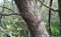 amelenquer -nespereira da rocha, Amelanchier ovalis (28)