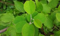 amelenquer -nespereira da rocha, Amelanchier ovalis (3)