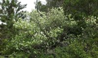 amelenquer -nespereira da rocha, Amelanchier ovalis (31)