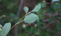 amelenquer -nespereira da rocha, Amelanchier ovalis (5)