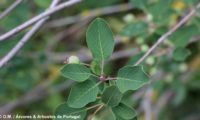 amelenquer -nespereira da rocha, Amelanchier ovalis (7)