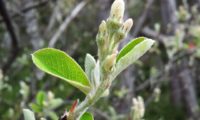 amelenquer -nespereira da rocha, Amelanchier ovalis (9)